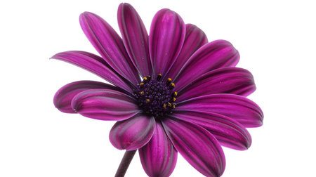 A single deep purple daisy, with its rich color creating a striking contrast against a white backdropの素材