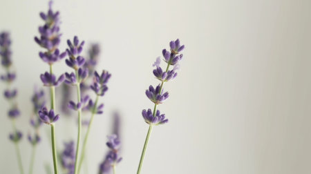A vibrant green stem of lavender flowers, highlighted against a simple white backgroundの素材