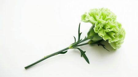 A vibrant green carnation with an unusual color, highlighted against a simple white backgroundの素材
