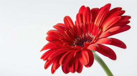 A vibrant red daisy with an unusual color, highlighted against a simple white backgroundの素材