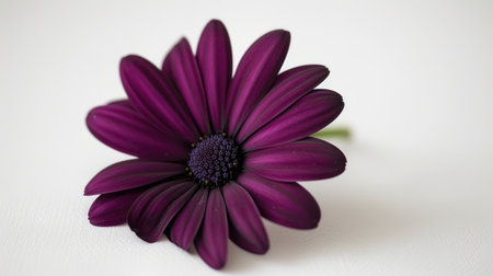 A single deep purple daisy, with its rich color creating a striking contrast against a white backdropの素材