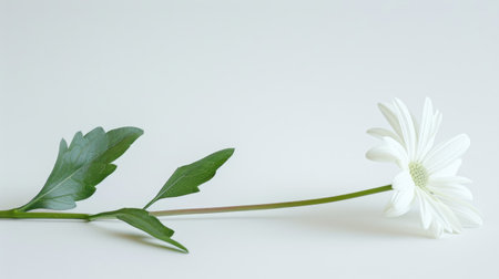 A vibrant white daisy lying flat with its stem and leaves spread out, against a white backgroundの素材