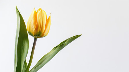 A vibrant yellow tulip with a green stem and leaves, sharply contrasting with a white backgroundの素材