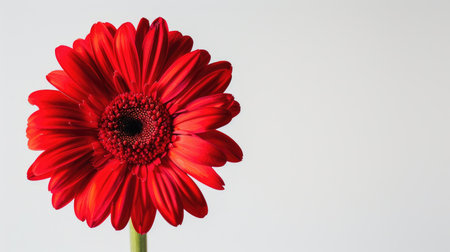 A vibrant red daisy with an unusual color, highlighted against a simple white backgroundの素材