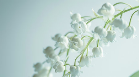 Close-up of lily of the valley flowers with intricate petal details, set against a pristine white backgroundの素材