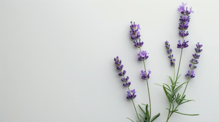 A single stem of vibrant purple lavender in full bloom, with green leaves, standing out against a clean white backgroundの素材