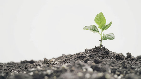 A single seedling emerging from the soil, its first leaves opening, symbolizing new life and potential, set against a white backgroundの素材