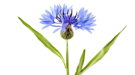 A single vibrant blue cornflower in full bloom, with green leaves, standing out against a clean white backgroundの素材