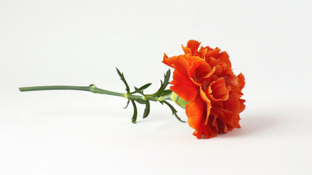 A single orange carnation with vivid petals, standing out against a pure white backgroundの素材