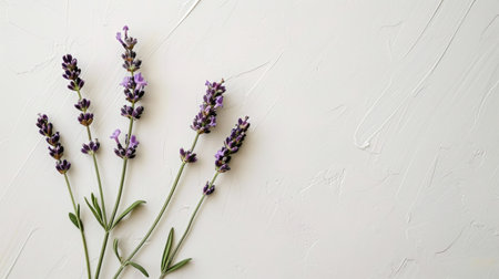 A vibrant green stem of lavender flowers, highlighted against a simple white backgroundの素材