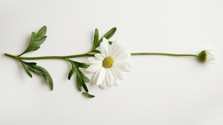 A vibrant white daisy lying flat with its stem and leaves spread out, against a white backgroundの素材