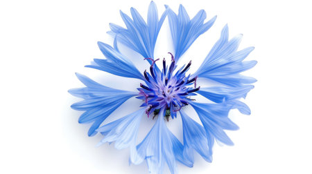 Close-up of a bright blue cornflower with intricate petal details, set against a pristine white backgroundの素材