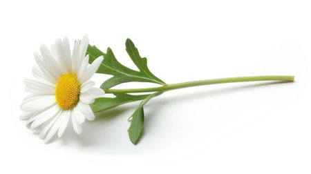 A vibrant white daisy lying flat with its stem and leaves spread out, against a white backgroundの素材