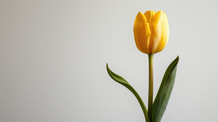 A vibrant yellow tulip with a green stem and leaves, sharply contrasting with a white backgroundの素材