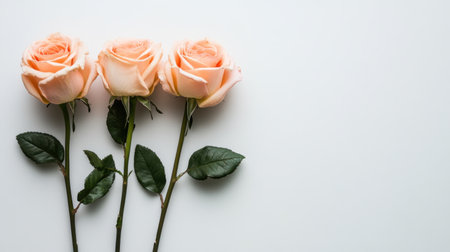 Three delicate pink roses arranged beautifully on a clean white background, ideal for romantic themes, floral designs, and minimalist aesthetics.の素材