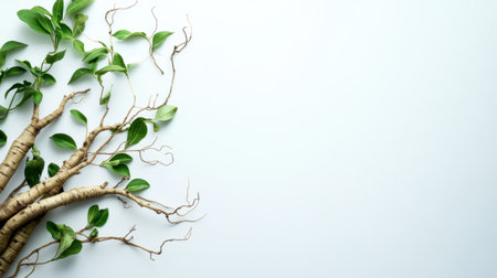 Ashwagandha roots with green leaves on a pure white background, emphasizing its medicinal properties and organic nature.の素材