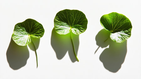 Isolated gotu kola leaves with soft shadows and vibrant green tones, set on a white background for botanical and wellness visuals.の素材