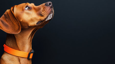 This captivating image showcases a brown dog with an orange collar, gazing upward with an expression of curiosity, perfectly highlighting the bond between pets and their owners.の素材