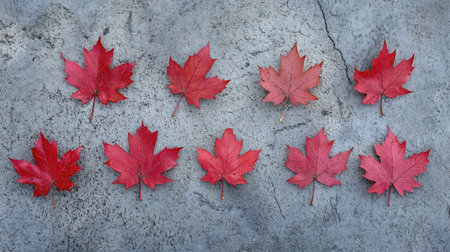 A stunning display of vibrant red maple leaves on a textured gray surface, perfect for autumn-themed projects and nature-inspired designs. A beautiful representation of seasonal change.の素材