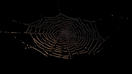 Stunning image of a spider web embellished with dew droplets, captured against a pitch-black background. The intricate design showcases nature's delicate beauty.の素材