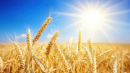 A stunning portrayal of a golden wheat field basking in bright sunlight with a clear blue sky, representing nature's bounty and the beauty of agricultural landscapes.の素材