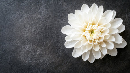 A delicate white flower beautifully contrasts with a dark background, ideal for use in modern decor, invitations, or digital projects that require a serene touch.の素材