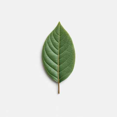 A vibrant green leaf isolated on a light background, showcasing intricate details and textures. Ideal for various design projects, artwork, and nature themed compositions.の素材