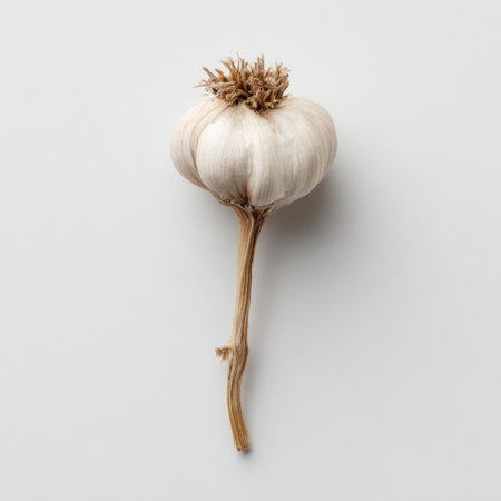 This image features a close-up view of a fresh white garlic bulb with its distinctive papery skin and root stem, perfect for culinary inspiration and health topics.の素材