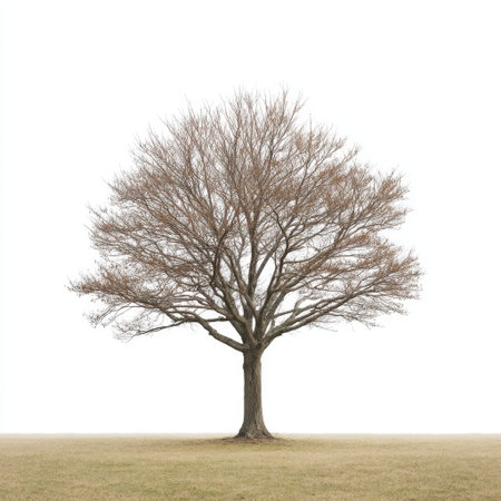 A minimalist scene featuring a bare tree with intricate branches set against a stark white background, embodying the tranquility and solitude of winter landscapes.の素材