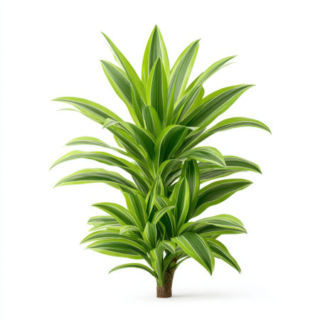 This image showcases a vibrant indoor plant featuring green and white striped leaves, perfect for enhancing your home interiors with a touch of nature and tranquility.の素材