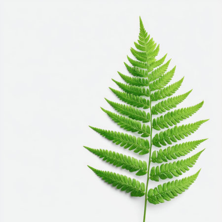 A vibrant green fern leaf displayed against a clean white background. This image captures the essence of nature and freshness, ideal for design and advertising.の素材