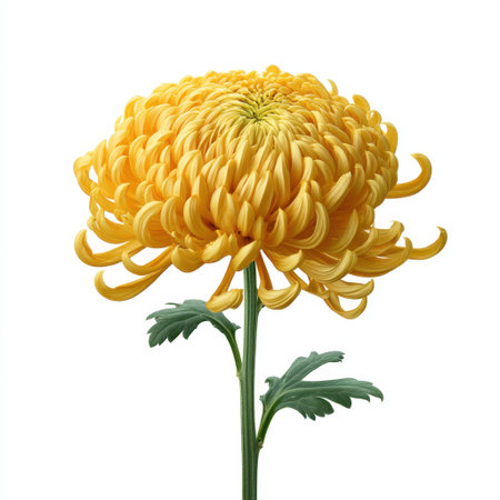 A stunning close-up of a vibrant yellow chrysanthemum flower showcasing delicate petals and lush green leaves, perfect for nature and floral-themed projects.の素材