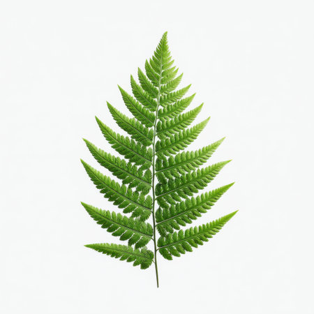 A stunning close-up of a vibrant green fern leaf against a clean white background, highlighting its intricate texture and showcasing the natural beauty of foliage.の素材