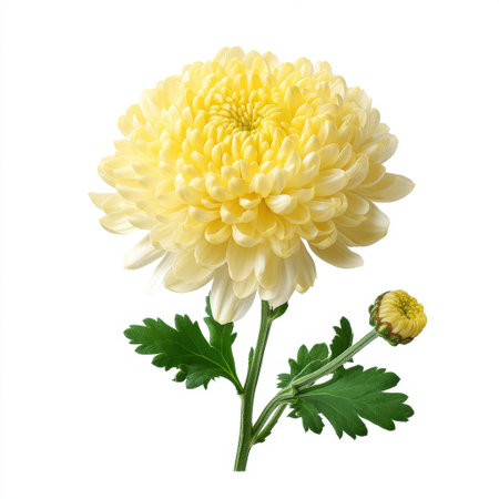 A stunning yellow chrysanthemum flower with soft petals and lush green leaves against a clean white background, perfect for representing joy, beauty, and nature in any design.の素材
