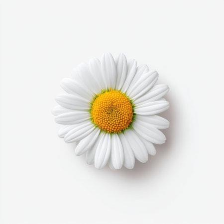 Stunning close-up image of a single white daisy showcasing its intricate petals and vibrant yellow center, perfect for nature-themed designs and floral presentations.の素材