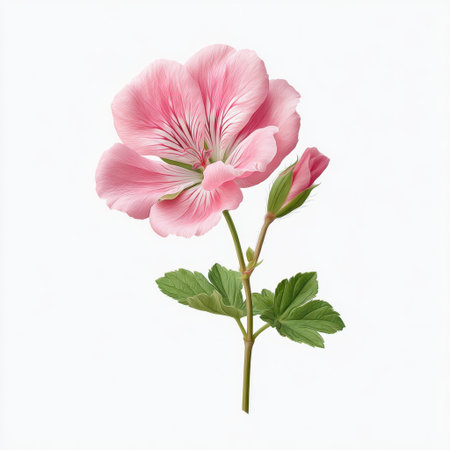 A stunning pink flower showcasing its intricate petals and lush green leaves, ideal for botanical themes, art projects, and floral designs. Perfect for enhancing visual appeal.の素材