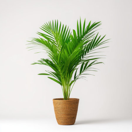 Brighten any space with this lush indoor plant in a woven basket. Perfect for adding a touch of nature and fresh energy to homes or offices.の素材