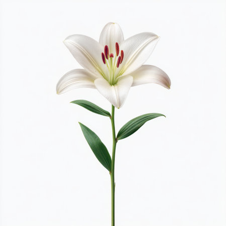 This image features a stunning white lily flower with smooth petals and vibrant green leaves, set on a pure white background, perfect for nature-inspired projects.の素材