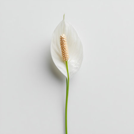 A stunning peace lily showcases its elegant white petals and creamy spadix against a soft gray background, embodying a minimalist aesthetic ideal for home decor.の素材