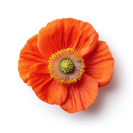 A stunning close-up of a vibrant orange poppy flower, showcasing its ruffled petals and central stamen against a clean white background, perfect for nature lovers.の素材