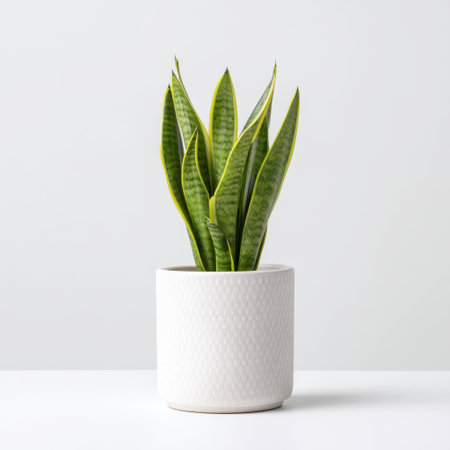 A vibrant indoor plant with striking green and yellow leaves, placed in a sleek white pot, perfect for enhancing home or office spaces with a touch of nature and style.の素材