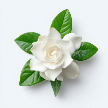 A stunning close-up of an elegant white flower with lush green leaves, showcasing its natural beauty and purity. Ideal for floral and nature-themed projects.の素材