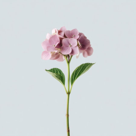 A stunning single pink hydrangea flower stands tall with vibrant green leaves on a slender stem, set against a soft gray background, embodying simplicity and elegance.の素材