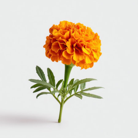 This stunning marigold flower in bright orange exudes vibrancy and beauty, making it perfect for decoration or botanical inspiration in any context.の素材
