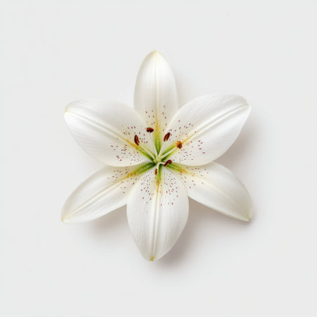 Stunning white lily blossom featuring smooth petals and intricate details, perfect for use in designs, decorations, or as a symbol of purity and beauty in nature.の素材