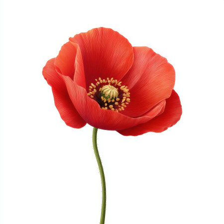 A stunning red poppy flower stands tall with its exquisite petals and detailed pollen structure, perfect for themes of nature, beauty, and freshness.の素材