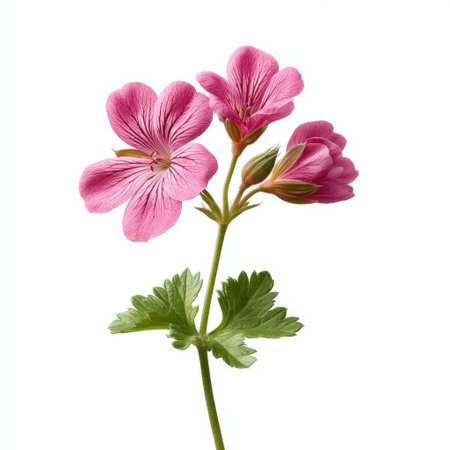 A beautiful close-up of a pink geranium displaying delicate petals and lush green leaves, ideal for nature lovers and floral decoration enthusiasts.の素材