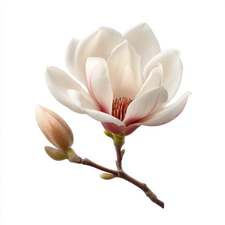 This captivating image features a beautifully detailed magnolia flower, showcasing its soft, elegant petals and delicate bud against a pristine background.の素材