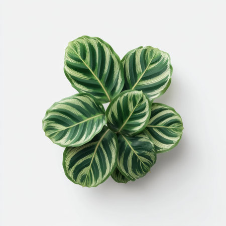 Beautiful close-up of lush green leaves with white veins on a Calathea plant. Perfect for interior decoration, this image adds a soothing natural touch to any space.の素材
