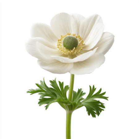A stunning close-up of a delicate white flower showcases its soft petals and distinctive green center. Perfect for conveying beauty and nature's elegance.の素材